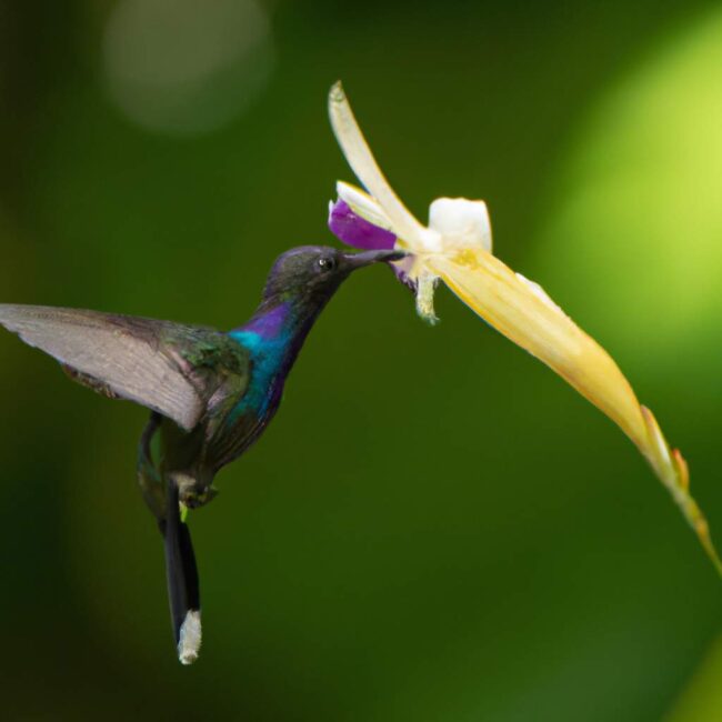 decouvrez-la-theorie-du-colibri-un-concept-revolutionnaire-pour-un-monde-durable